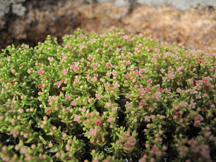 Crassula vaillantii